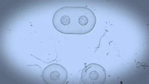 Real Cell Division Microscope provides an immersive journey into the microscopic Video stock 348530898