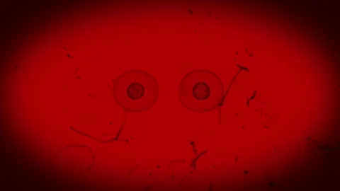Real Cell Division on Red Light Microscope 2 Stock Footage 348530803