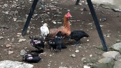 Real chicken in a real life Stock Footage 238799429