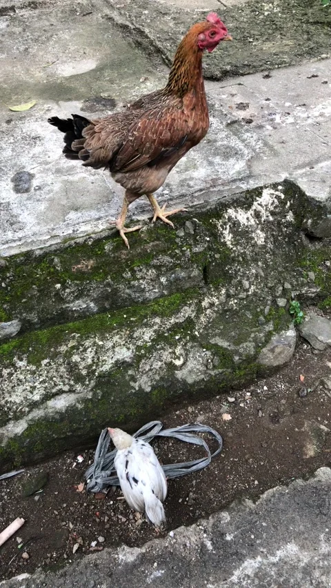 Real chicken in a real life Stock Footage 238799448