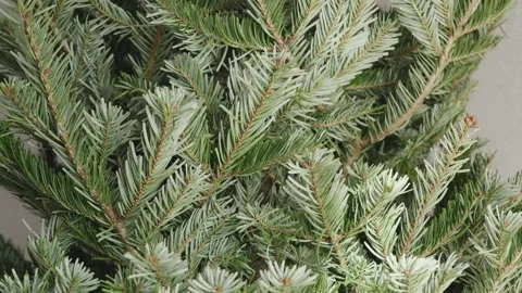 Real Christmas tree branches close up as natural holiday background in 4K Stock Footage 323967223
