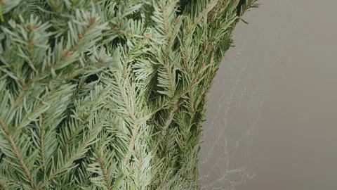 Real Christmas tree branches close up as natural holiday background in 4K Stock Footage 323967231