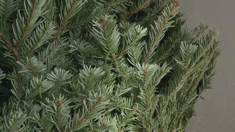 Real Christmas tree branches close up as natural holiday background in 4K Stock Footage 323967239