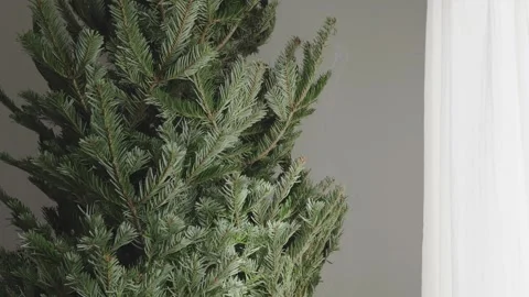 Real Christmas tree branches close up as natural holiday background in 4K Stock Footage 323967244