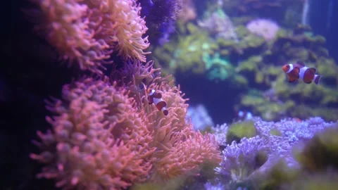 Real Clownfish Nemo in ocean with his father Stock Footage 239409465