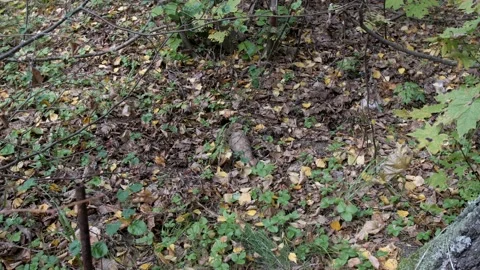 A real combat mine in the forest. Jammed old shell from the Second World War. Stock Footage 195297547