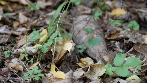 A real combat mine in the forest. Jammed old shell from the Second World War. Stock Footage 197059557