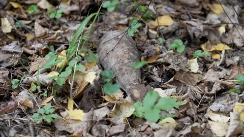 A real combat mine in the forest from the Second World War. Stock Footage 195294924