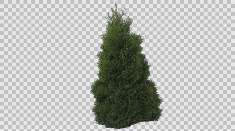 Real Coniferous Plant Isolated 6 Stock Footage 56932017