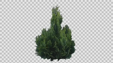 Real Coniferous Plant Isolated on the wind 7 Stock Footage 62901422