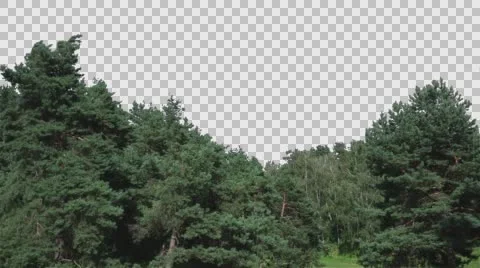 Real Coniferous Trees Isolated 2 Video stock 64924021