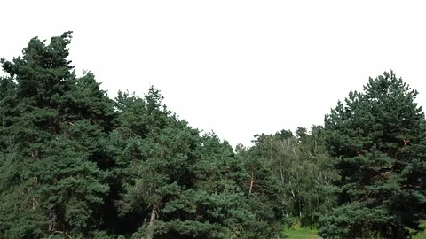 Real Coniferous Trees Isolated 2 on white background Stock Footage 96222239