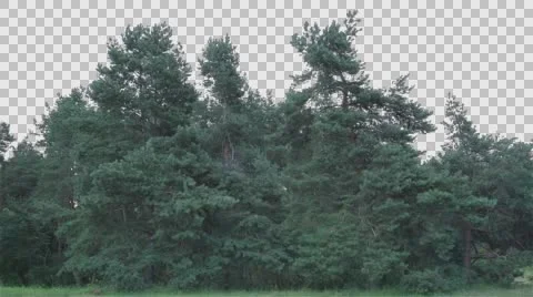 Real Coniferous Trees Isolated  Stock Footage 64924623