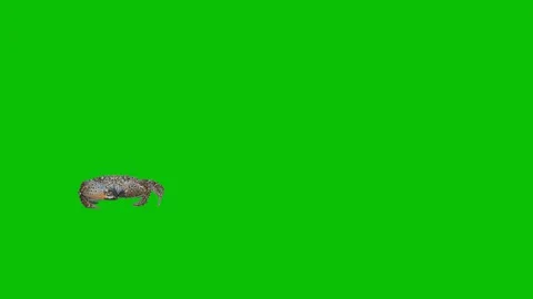 Real crab isolated 6 Stock Footage 128263142