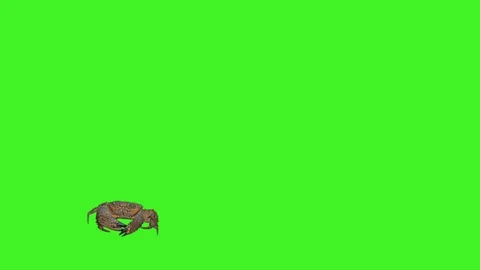 Real crab isolated 8 Stock Footage 128263128