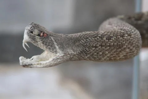 Real Dead Snake on Display Stock Photos
