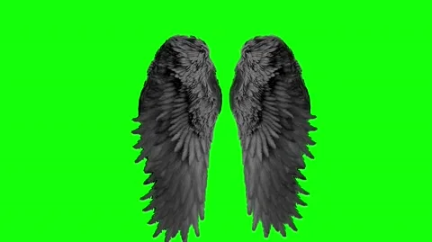 Real devil feather wings fantasy  on a green screen background Stock Footage 140663749