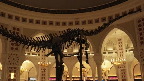 A real dinosaur skeleton, a dinosaur skeleton in a museum Stock Footage 234991225
