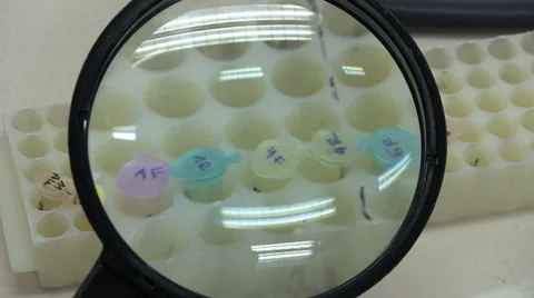 Real DNA lab work Stock Footage 34595454