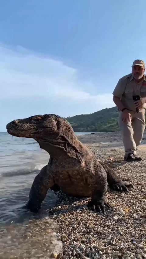 The real dragon of komodo Video stock 222975375