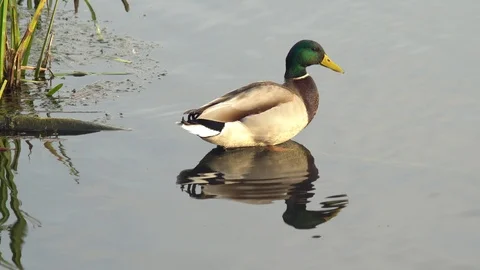 Real duck Stock Footage 111727618