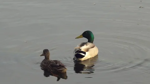 Real duck Stock Footage 111837960