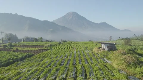 Real A farmer is walking through his fields 스톡 동영상 279748351