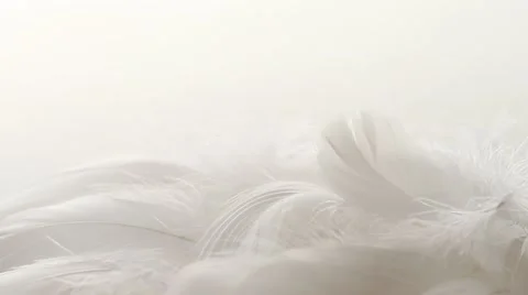 Real feather falling onto pile of white feathers, macro, white backdrop. HD1080p Stock Footage 21431407