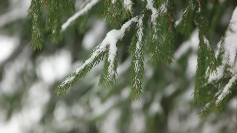 Real fir tree branch with snowflakes. Slow fall. Stock Footage 70391153