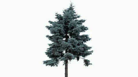 Real Fir Tree Isolated 2 white background Video stock 93601934