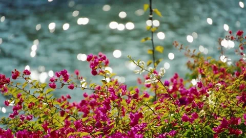 Real Footage of Artistic Blooming Flowers by the Lakeside under Sunlight Stock Footage 304312883