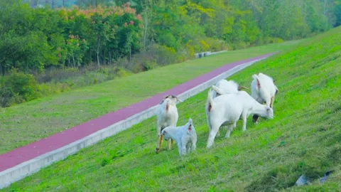 Real footage of free range goats in their natural habitat Stock Footage 304018853