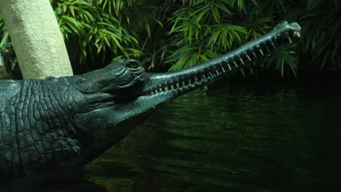 Real footage of Gharial in closeup, looking around and closes eye Stock Footage 311394876