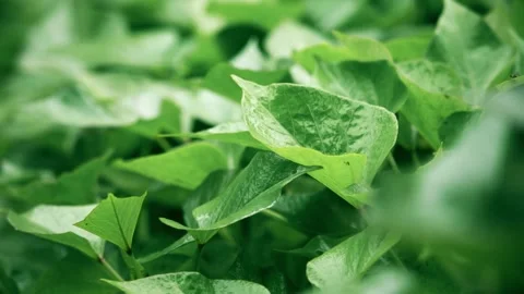 Real footage of sweet potato tips, summer vegetables and agricultural produc Stock Footage 336841908