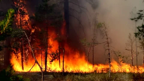 Real Forest fire. Stock Footage 78198666