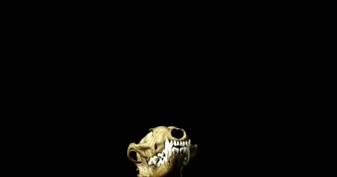 Real fox skull rotaing 360° Stock Footage 237629960