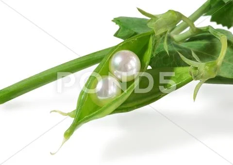 Real fresh water pearls in fresh pea pod Stock Photos