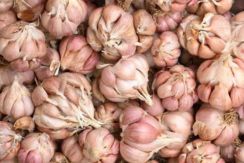 Real garlic for pattern and background Stock Photos