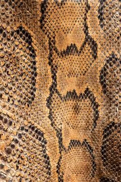 Real genuine python snake skin background, exotic animals confiscated by bo.. Stock Photos