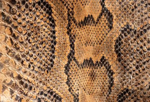 Real genuine python snake skin background, exotic animals confiscated by bo.. Photos