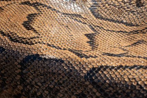 Real genuine python snake skin background, exotic animals confiscated by bo.. 스톡 사진