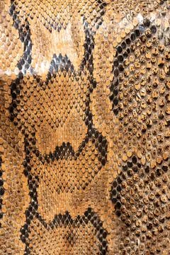 Real genuine python snake skin background, exotic animals confiscated by bo.. 스톡 사진