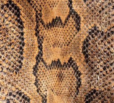 Real genuine python snake skin background, exotic animals confiscated by bo.. Photos