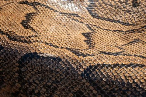 Real genuine python snake skin background, exotic animals confiscated by bo.. 스톡 사진