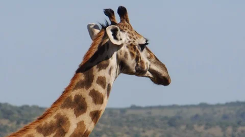 Real giraffe head with long neck connecting it with the body and feet walking on Stock Footage 106840721