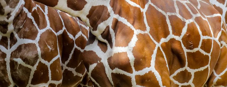 Real giraffe skin pattern texture for background image Stock Photos