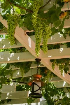 Real grape background - summer patterns with blur. wine garden in nature Stock Photos