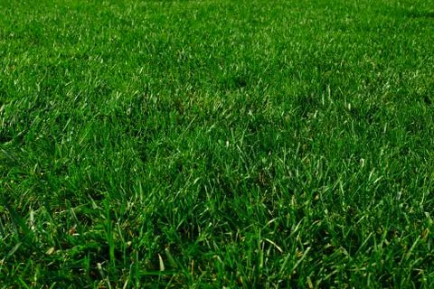 Real grass background. Stock Photos