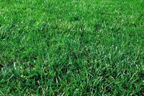 Real grass background. Stock Photos