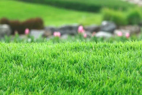 Real grass with blur background Stock Photos